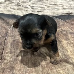 Jasmine - Black and tan female Yorkshire Terrier puppy in Crossville, Tennessee from Lil Britches Yorkies
