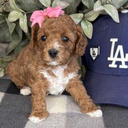 Kike - Pink - Red female Cavapoo puppy in South Jordan, Utah from Simply Sweet Paws. LLC