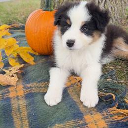 Haven - Black tri-color female Australian Shepherd puppy in Kearney, Nebraska from Helix Aussies