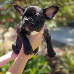 French Bulldog Puppies from Kathrine Hill