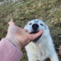 Siberian Husky Puppies from Spirit of the Moon Siberians