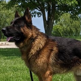 German Shepherds from Nordenhaus German Shepherds