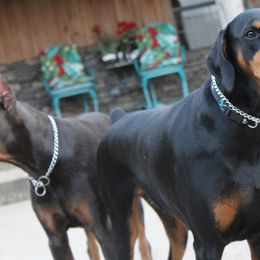 Doberman Pinscher All Grown Up from Angela Rogers
