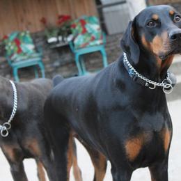 Doberman Pinscher All Grown Up from Angela Rogers