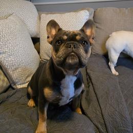 Ruka - French Bulldog