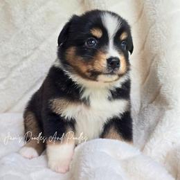 Butterfinger - Black tri female Miniature Australian Shepherd puppy in Cleveland, Georgia from Jam's Doodles And Poodles