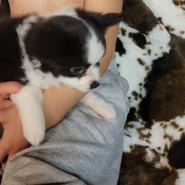 Australian Shepherd All Grown Up from Josh Courville