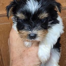 Domino - Black tan and white male Biewer Terrier puppy in Jamesville, New York from Mark Carfagno's Pups