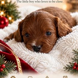 Roy - Red male Cavapoo puppy in Gilbert, Arizona from Arizona Toy Cavapoos – Health‐Tested & Home‐Raised