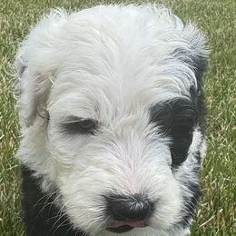 Girl 2 - female Sheepadoodle puppy in Howell, Michigan from Animal Crackers