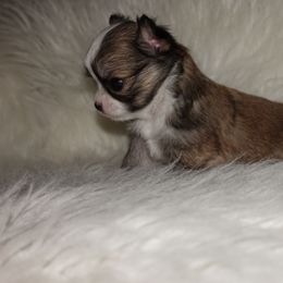 Girl 1 - Black sabled fawn female Chihuahua puppy in Deridder, Louisiana from BG's Chihuahua
