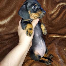 HOPE - Black and tan female Dachshund puppy in Swink, Oklahoma from Palali Farm
