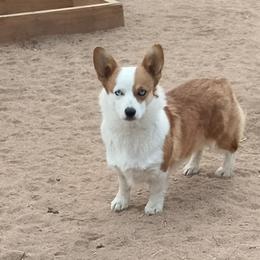 Chloe - White and red female Pembroke Welsh Corgi puppy in Hesperia, California from Amatskennel - Stubby Tails Ranch