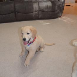 "Biscuit" Golden Retriever Puppies from Whispering Pines Precious Puppies