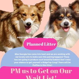 Pembroke Welsh Corgi puppies from Ridge Top Corgis