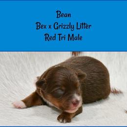 Bean - Red tri-color male Australian Shepherd puppy in Ranger, Texas from Outback Mini Aussies
