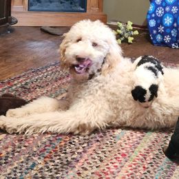 Aussiedoodle Puppies from Lotadoodle Farms