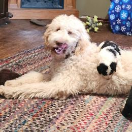 Aussiedoodle Puppies from Lotadoodle Farms