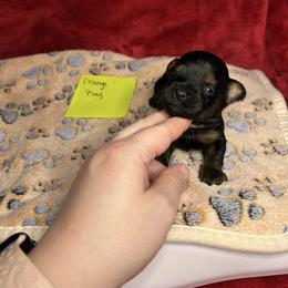 Orange -Ray - Black and gold male Yorkipoo puppy in Clover, South Carolina from Cudi’s Buddies