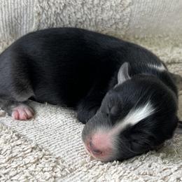 Ava - Black and white female Siberian Husky puppy in Union Grove, Alabama from Southern Siberian Life