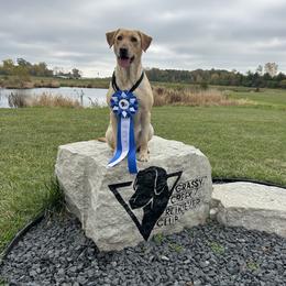 Finn - Labrador Retriever