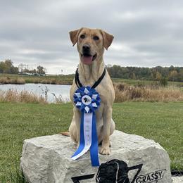 Finn - Labrador Retriever