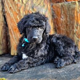 Celsius - Black male Poodle puppy in Springfield, Oregon from Valaurah Farms