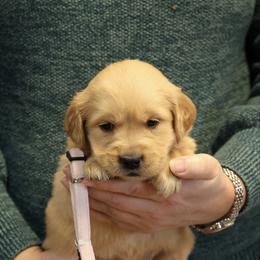 Noelle - Golden female Golden Retriever puppy in Payette, Idaho from Stonewick Retrievers
