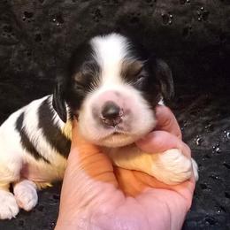Queen - Black white and tan female Cocker Spaniel puppy in Florence, South Carolina from Reddick's American Cocker Spaniels