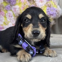 Ramen - Black and cream male Dachshund puppy in Duncanville, Alabama from Bear Creek Dachshunds