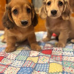 Tucker - Red male Dachshund puppy in Licking, Missouri from Bean Creek Dachshunds & Terriers