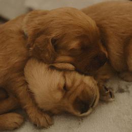 Golden Retriever Puppies from The Red Retrievers