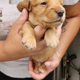 Carl - Piebald male Dachshund puppy in Artesia, California from Woodie Weens