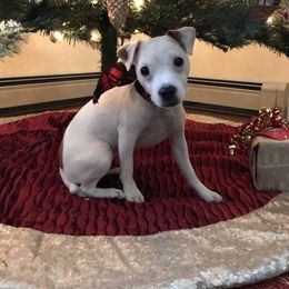 Jack Russell Terrier Puppies from SeaDog Jack Russell Terriers