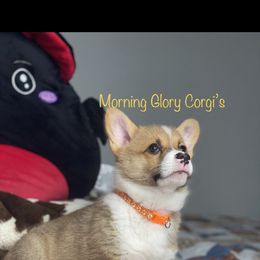 Pembroke Welsh Corgi Puppies from Morning Glory Corgis
