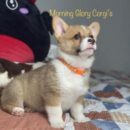 Pembroke Welsh Corgi Puppies from Morning Glory Corgis