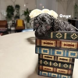 Poodle Puppies from Maison des Caniches