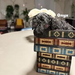 Poodle Puppies from Maison des Caniches