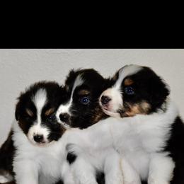 Australian Shepherd and German Shepherd Puppies from Birch Haus