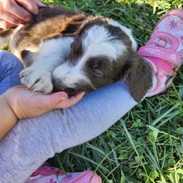 Garnet - White and black female Bordoodle puppy in New Oxford, Pennsylvania from The Weekend Farm