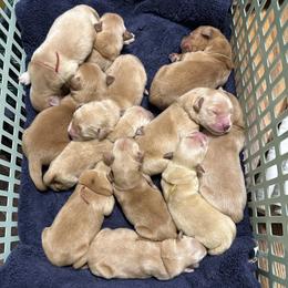 Wren (Pink) - Golden female Golden Retriever puppy in Franklin, West Virginia from Wildmour K9