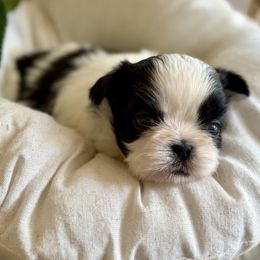 Miss purple - Black and white female Shih Tzu puppy in Waco, Texas from Shih Tzus To Love