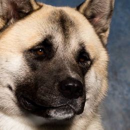 Akita from Mayoke Akitas