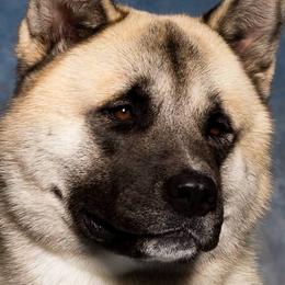 Akita from Mayoke Akitas