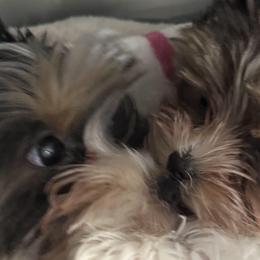 Biewer Terriers and Yorkshire Terriers from Frosty Paw Biewers and Yorkshires