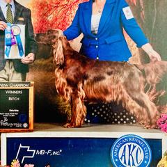 Bailey - Irish Setter