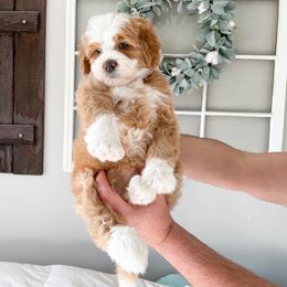 Bernedoodle and Cavapoo Puppies from Wonderful World Doodles