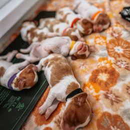Brittany Puppies from Sincerely, Bird Dogs