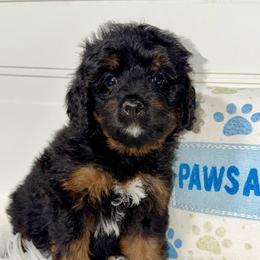 America - Curly Coat - Tri-color female Bernedoodle puppy in Beecher, Illinois from Erica’s Doodles