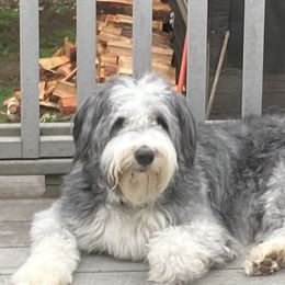 Rhett - Bearded Collie
